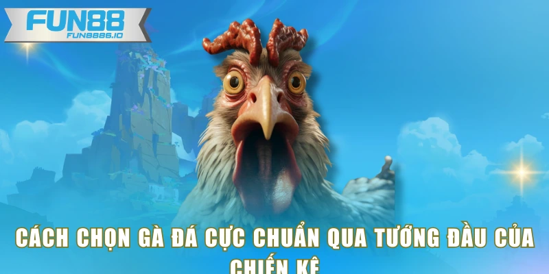 Cách chọn gà đá cực chuẩn qua tướng đầu của chiến kê