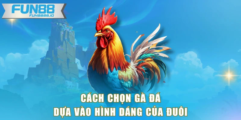 Cách chọn gà đá dựa vào hình dáng của đuôi