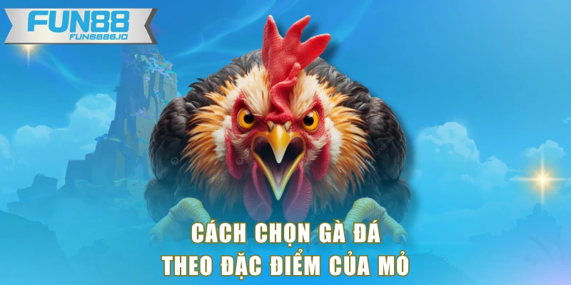 Cách chọn gà đá theo đặc điểm của mỏ