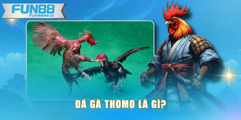 Đá gà Thomo là gì?
