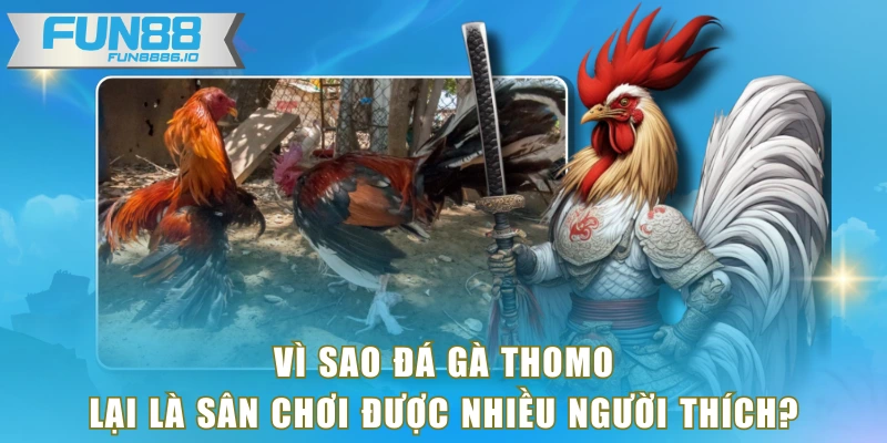 Vì sao đá gà Thomo lại là sân chơi được nhiều người thích?
